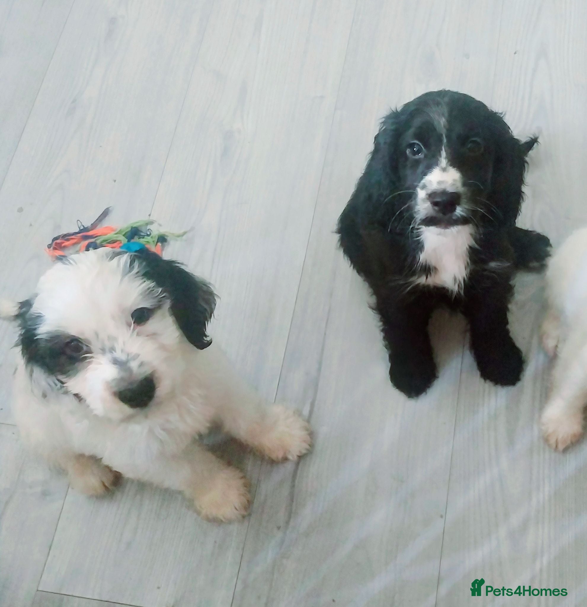 Cockapoo dogs F1b black cockapoo puppie READY TO LEAVE - Advert 1