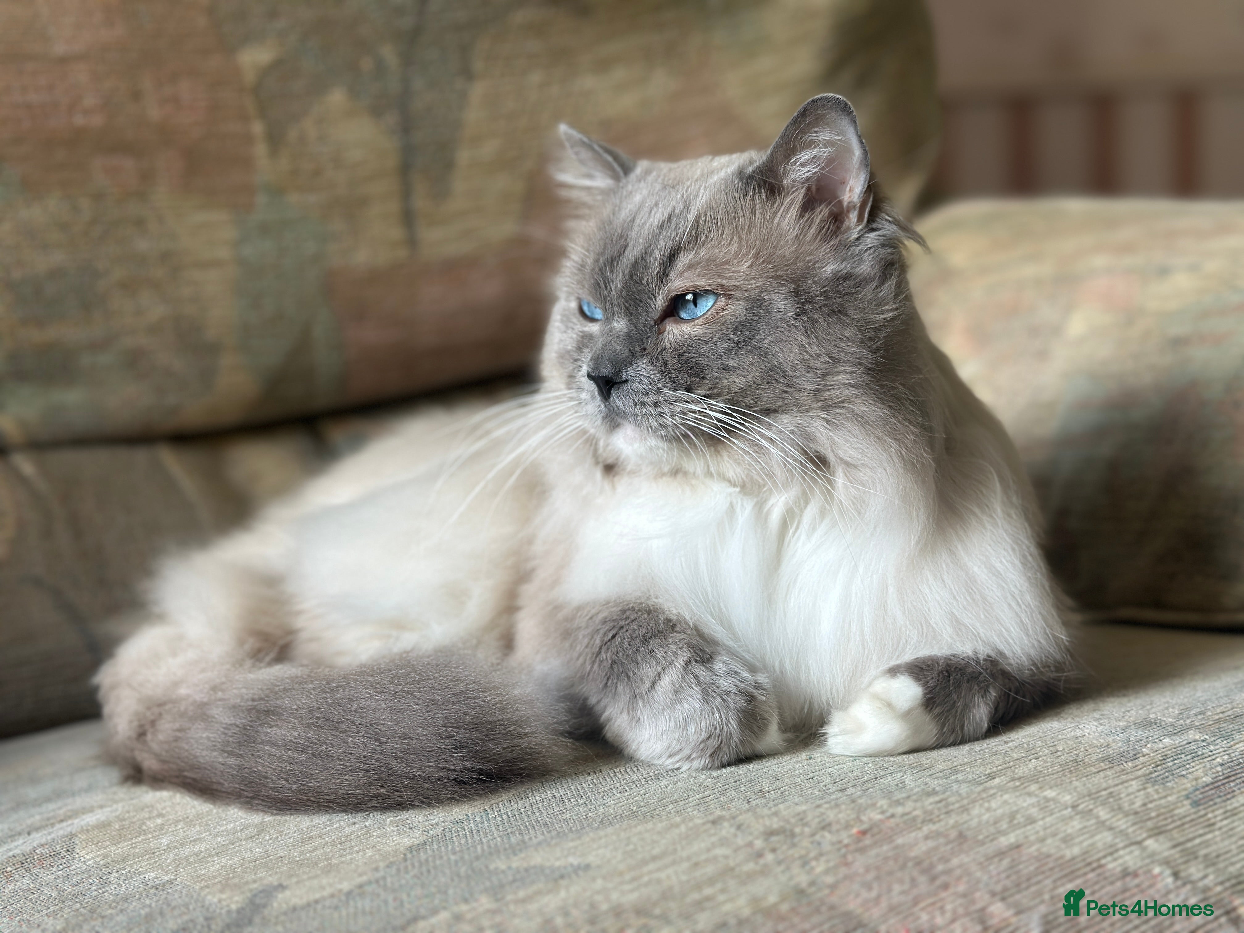 Ragdoll cats Gccf active chocolate carrier for stud  - Advert 1