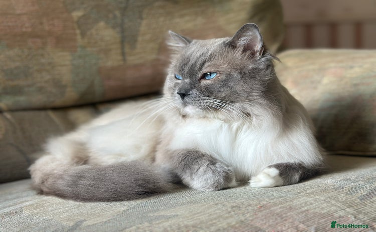 Ragdoll cats for stud - Advert 1