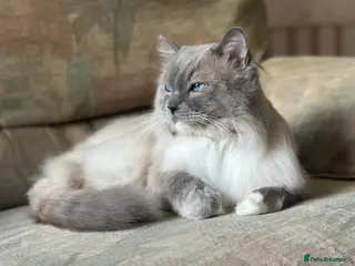 Ragdoll cats Gccf active chocolate carrier for stud - Advert 18