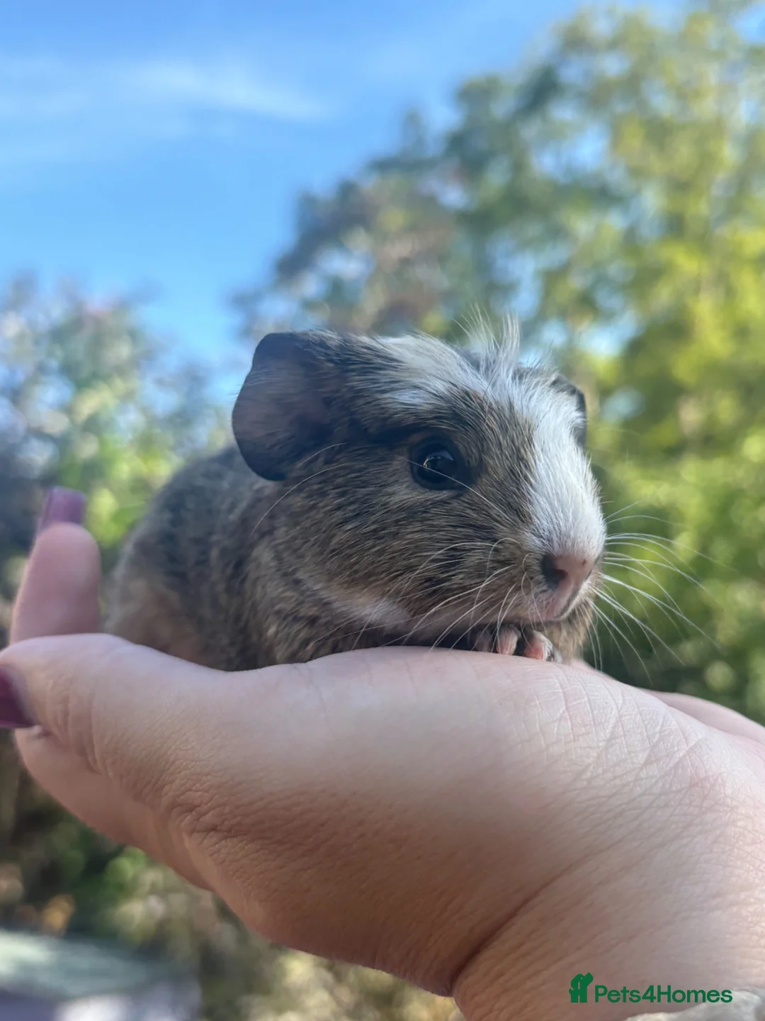 Guinea Pig rodents for sale: 2 gorgeous boys 💙 - Advert 3