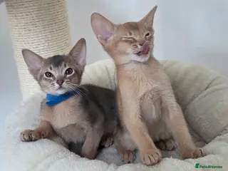 Abyssinian cats Gorgeous Tica Abyssinian Kittens - Advert 4