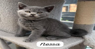 British Shorthair cats - Advert 15