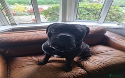 Mixed Breed dogs for sale: Cane corsa/ bull mastiff  - Image 4