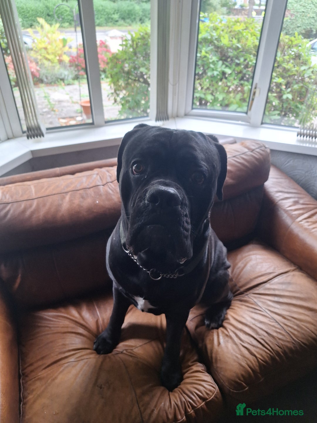 Mixed Breed dogs for sale: Cane corsa/ bull mastiff  - Image 4