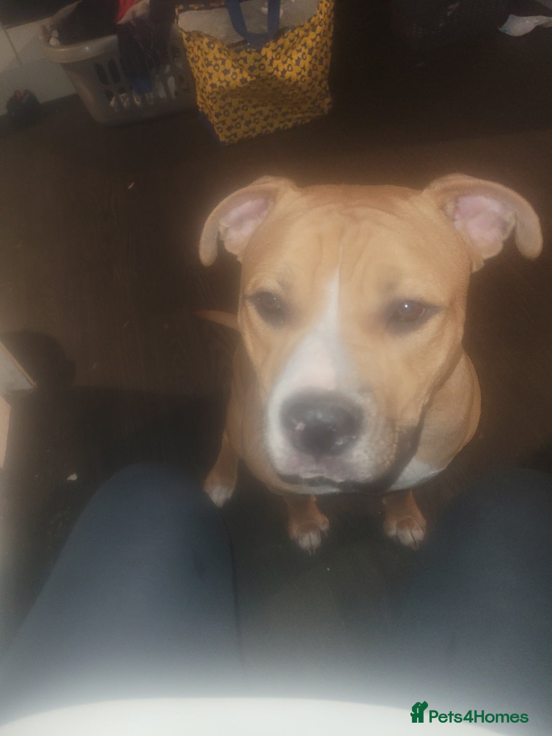 American Bulldog dogs for sale: 1 year old American bullgog - Advert 1
