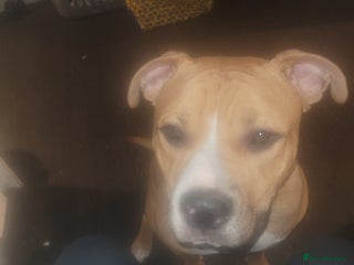 American Bulldog dogs 1 year old American bullgog - Advert 1