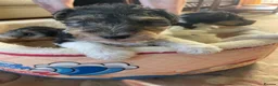 Fox Terrier dogs for sale: 4 stunning fox terrier puppies for sale  - Advert 7