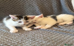 Mixed Breed cats for sale: very friendly kittens looking for a new home - Image 4