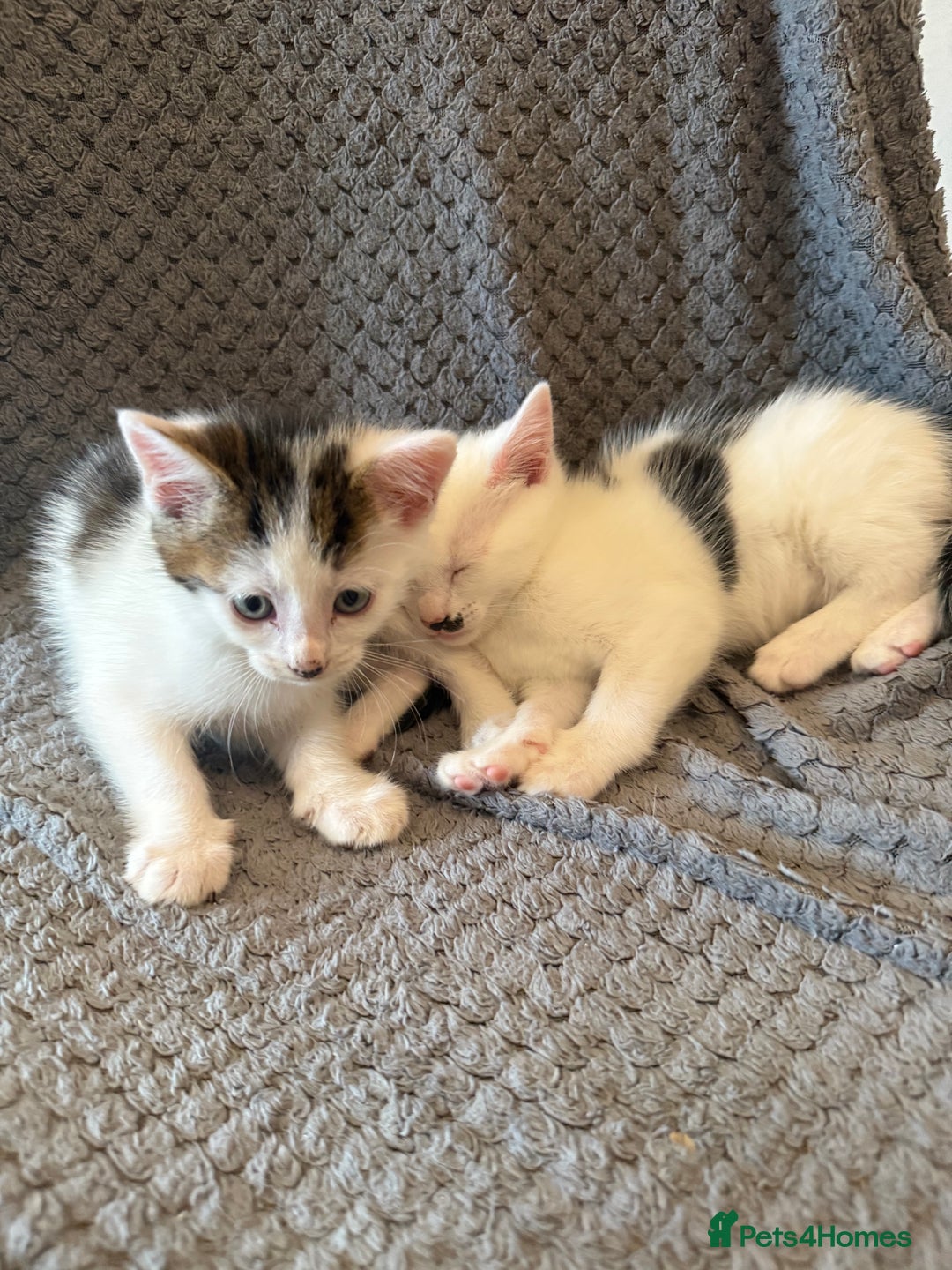 Mixed Breed cats for sale: very friendly kittens looking for a new home - Image 4