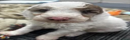 Cockapoo dogs for sale: Beautiful F2 cockapoo puppies  - Advert 5
