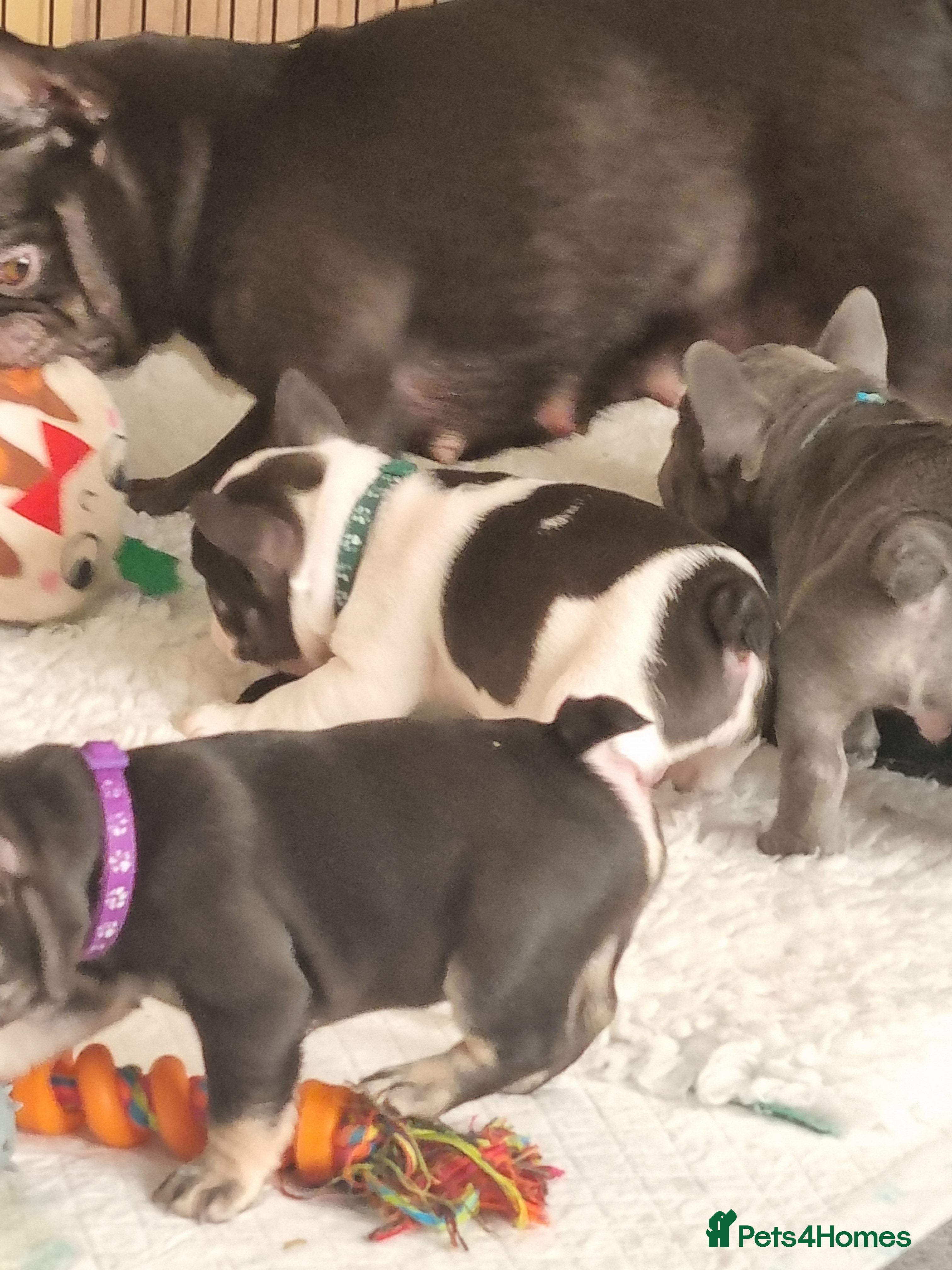 French Bulldog dogs 6 beautiful French bulldogs  - Advert 3