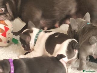 French Bulldog dogs 6 beautiful French bulldogs - Advert 3
