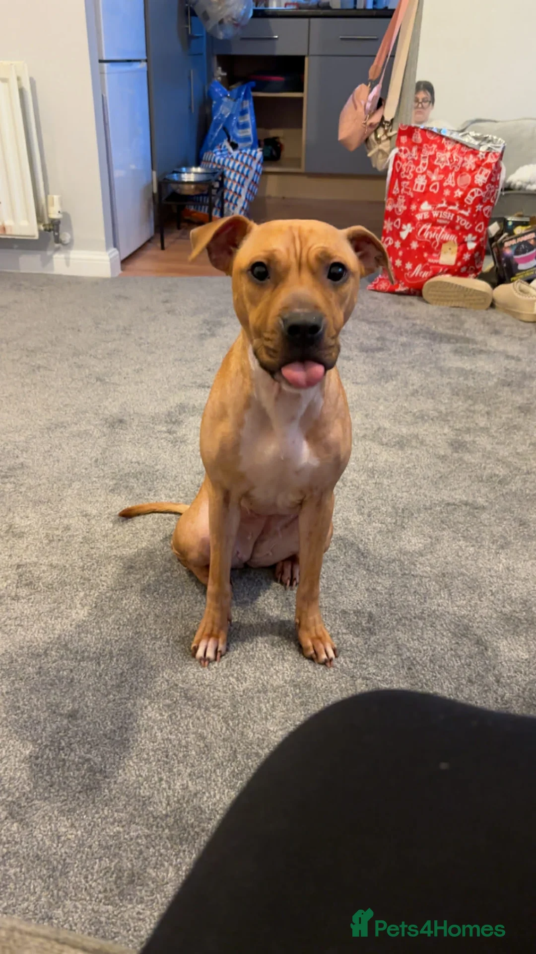 Mixed Breed dogs for sale: Little kalii in Eastleigh - Advert 6