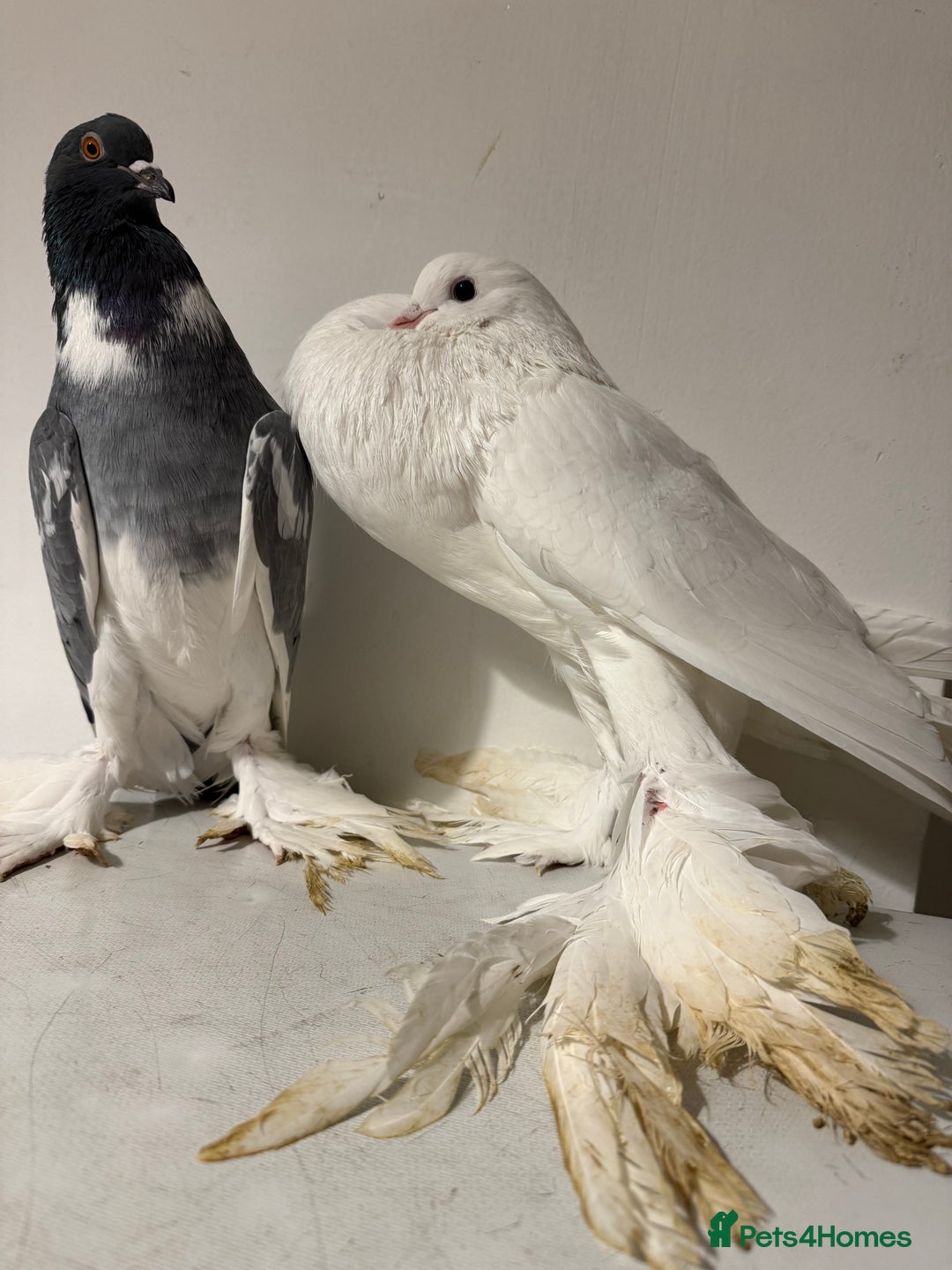 Pigeons birds for sale: Fancy birds  - Advert 5