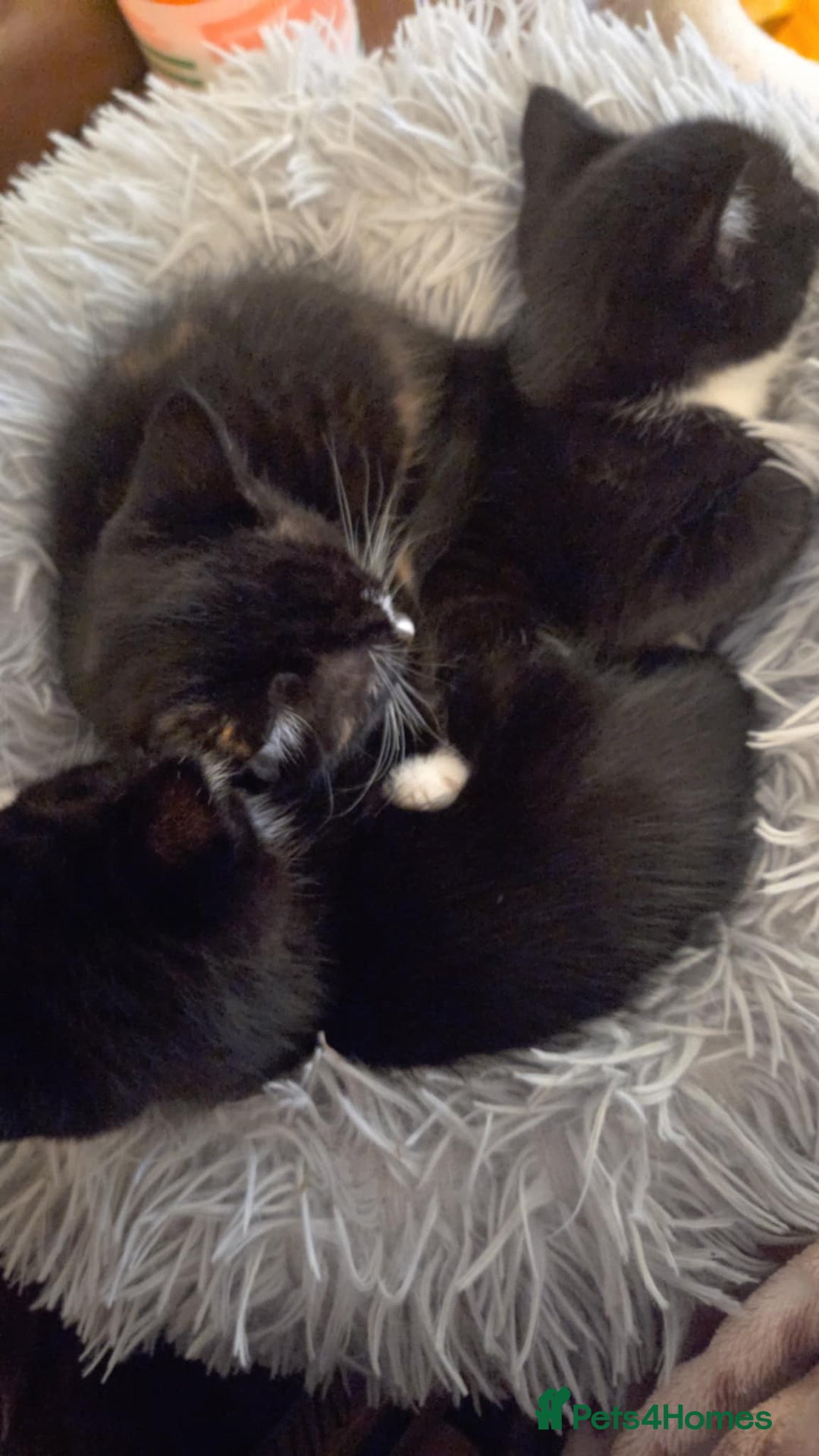 Mixed Breed cats for sale: 3 kittens available  - Advert 5