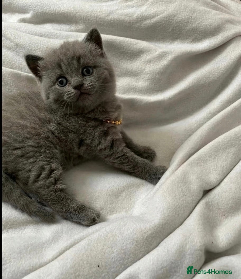 British Shorthair cats FEMALE BSH BLUE KITTEN 🩷🩷💜💜 - Advert 1