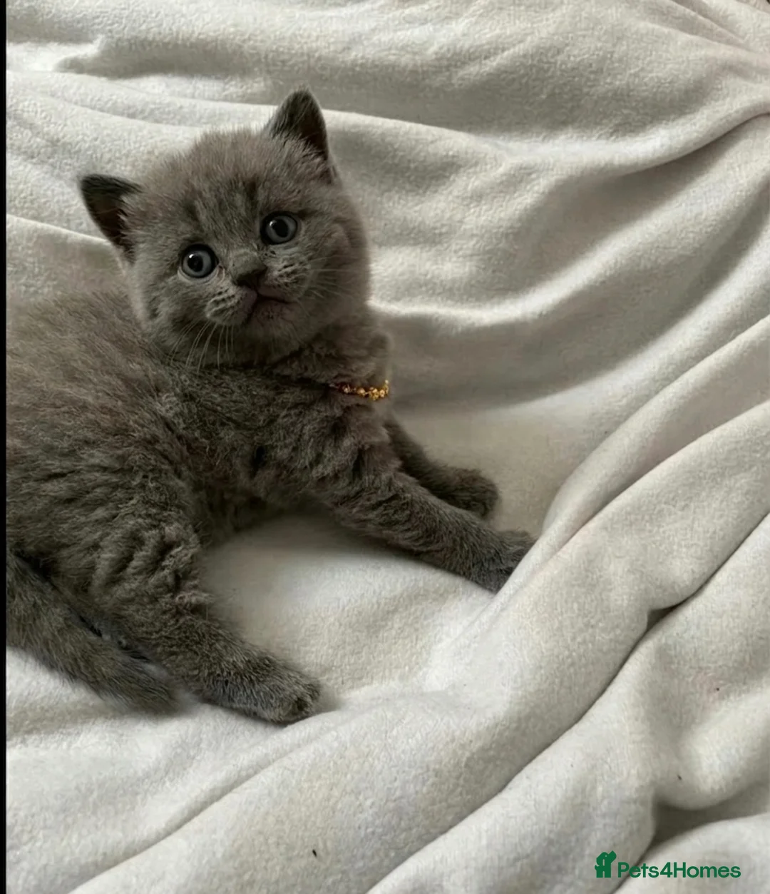 British Shorthair cats for sale: BSH BLUE KITTEN 🩷🩷💜💜 ((OPEN TO OFFERS)) - Advert 1