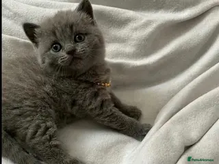 British Shorthair cats FEMALE BSH BLUE KITTEN 🩷🩷💜💜 - Advert 1