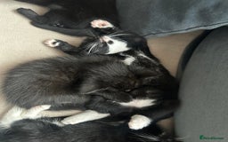 Mixed Breed cats for sale: Black and white kittens looking for loving home  - Image 5