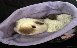 Guinea Pig rodents for sale: bonded male guinea pigs 8months  - Advert 2