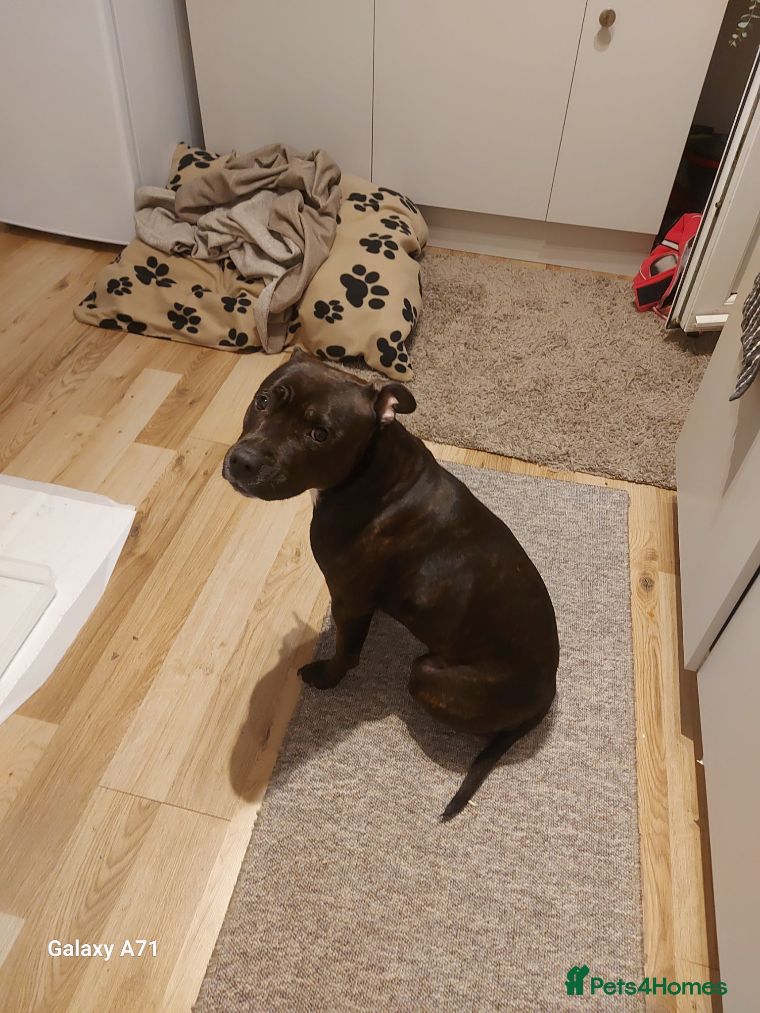 Staffordshire Bull Terrier dogs Female, brindle staffy. Age 3 - Advert 7