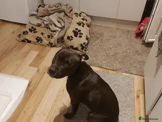 Staffordshire Bull Terrier dogs Female, brindle staffy. Age 3 - Advert 4