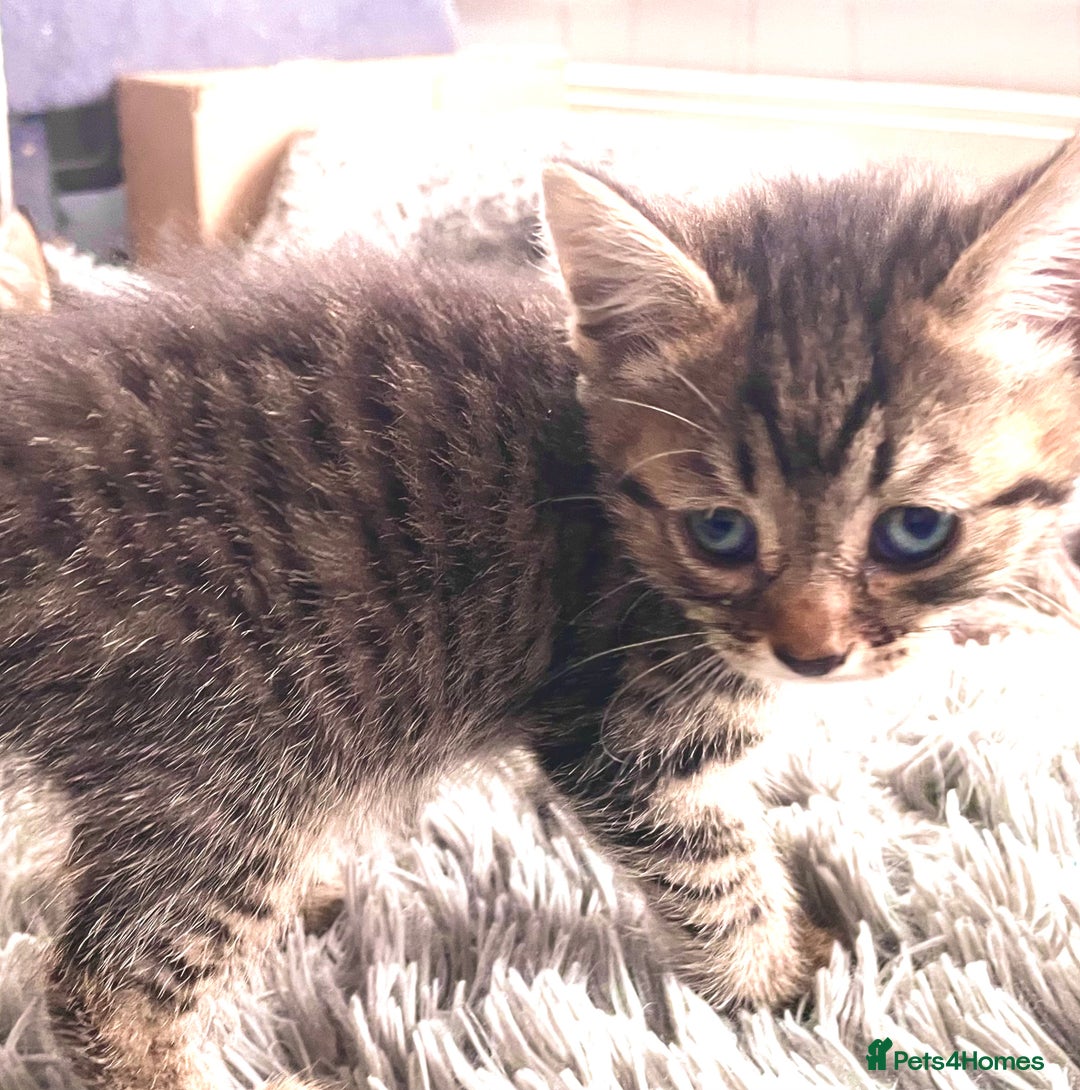 Domestic Shorthair cats for sale: 3 Kittys Available  - Image 5