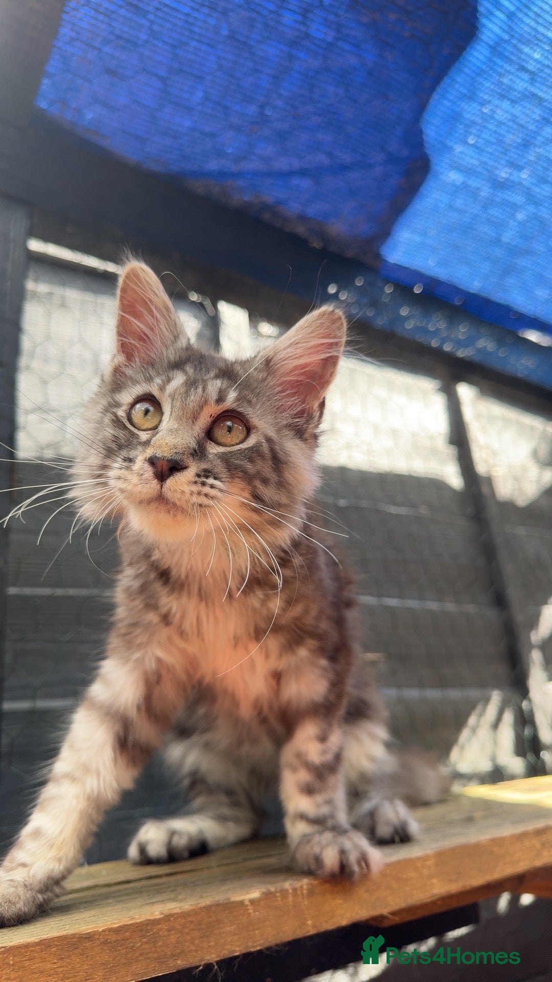 Maine Coon cats Friendly XL registered Russian Mainecoon kittens - Advert 18