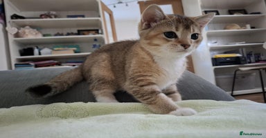 British Shorthair cats - Advert 14