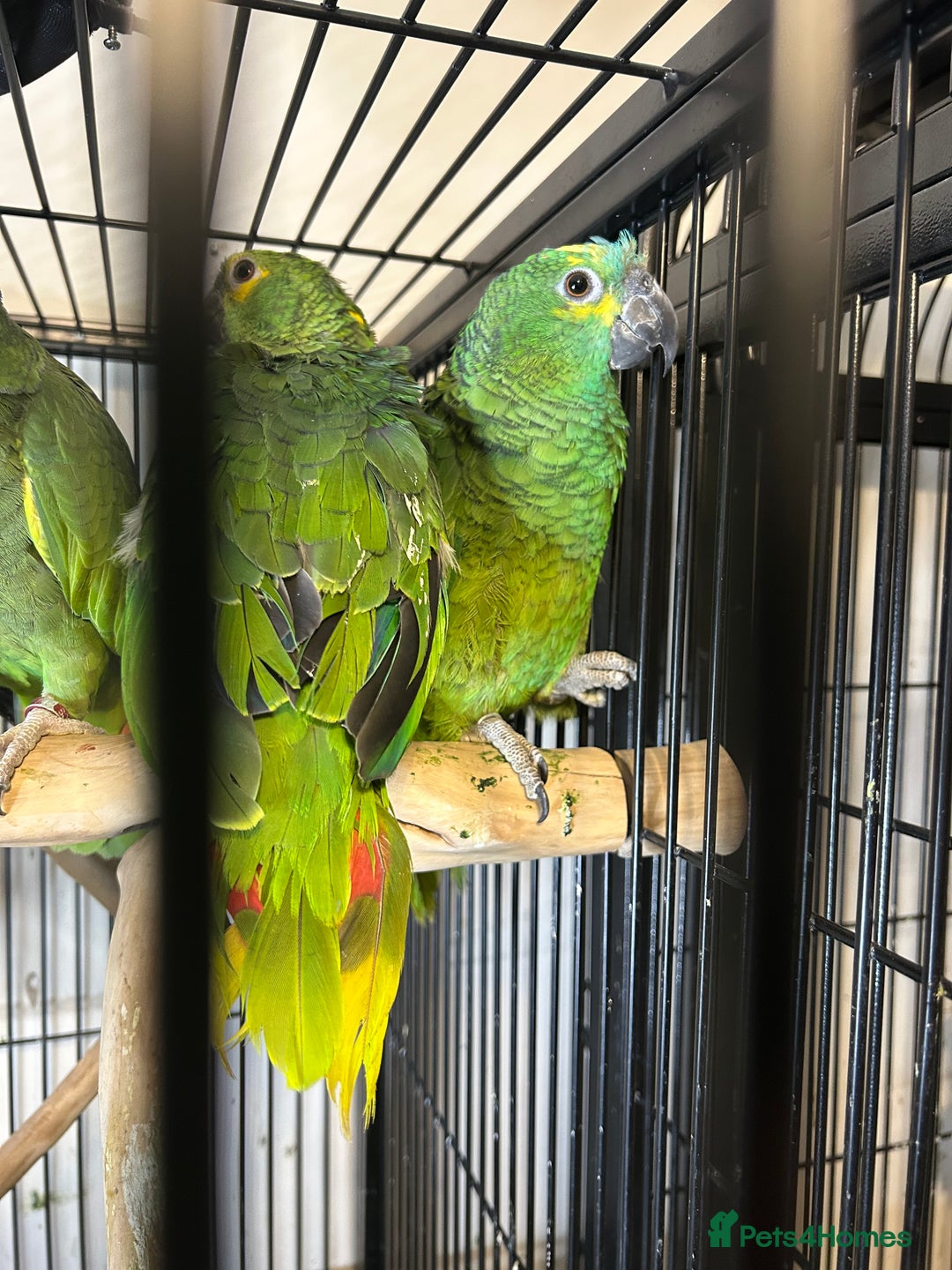 Parakeets birds for sale: Stunning Various Range Birds  - Image 3
