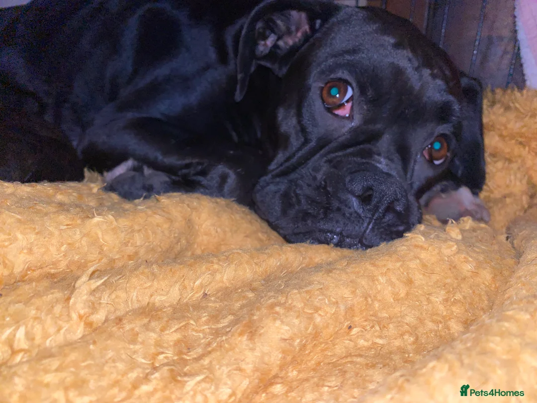 Mixed Breed dogs for sale: 🧬Kc reg mum black boxer & mini boxer pups 🤩 8wk - Advert 32