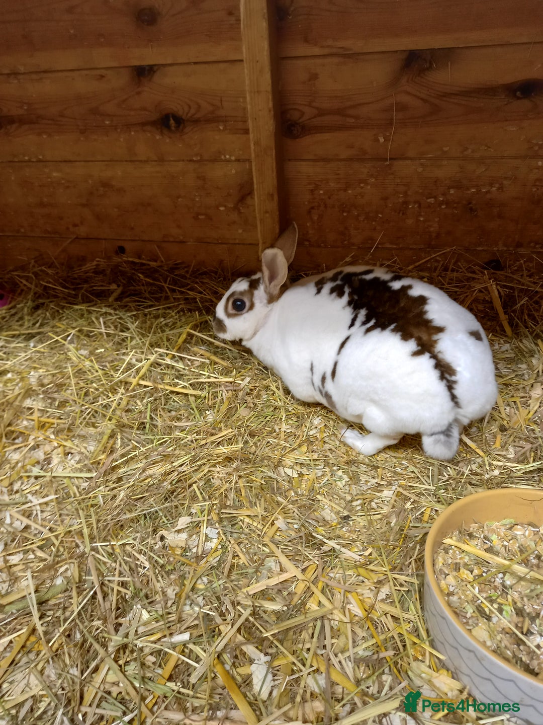 Rex rabbits for sale: Mini rex doe - Advert 7