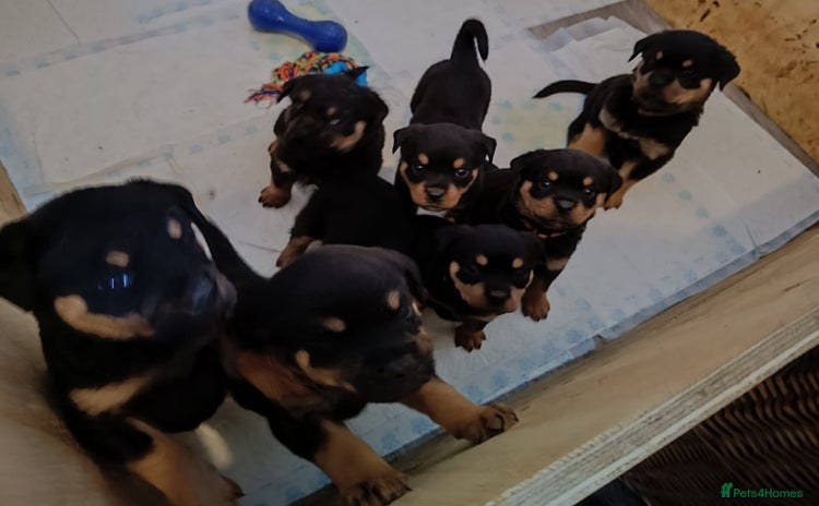 Rottweiler dogs - Advert 1