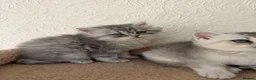 Scottish Fold cats for sale: Adorable Scottish Fold Kittens  - Advert 17