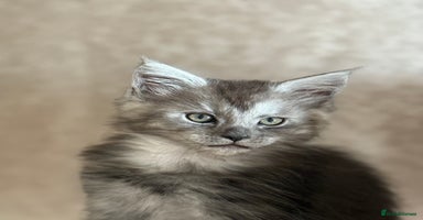 Maine Coon cats - Advert 11