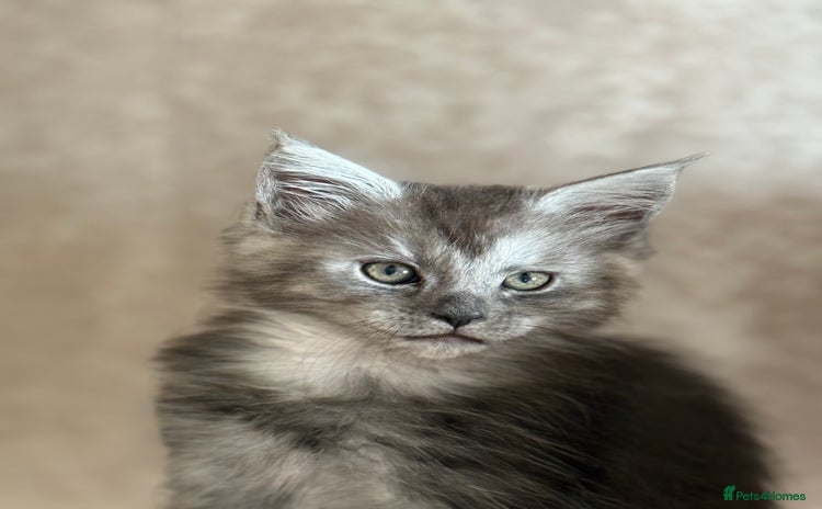 Maine Coon cats - Advert 2