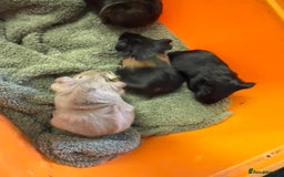 Guinea Pig rodents for sale: Baby guinea pigs - Image 5