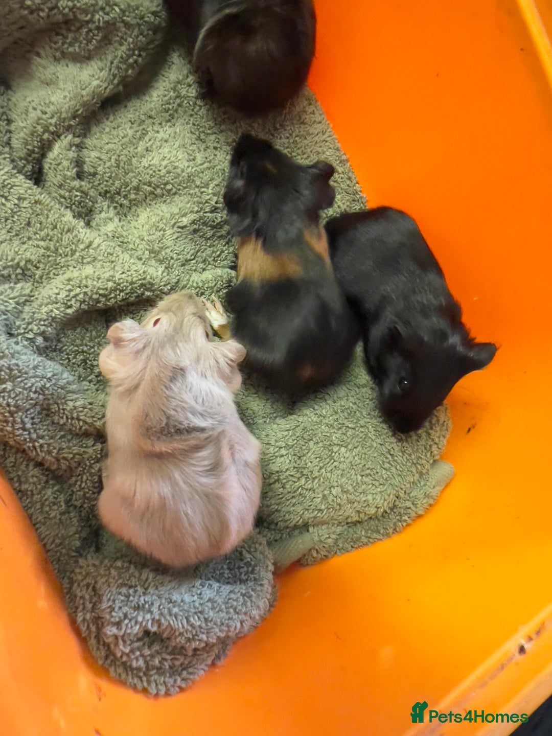 Guinea Pig rodents for sale: Baby guinea pigs - Image 5