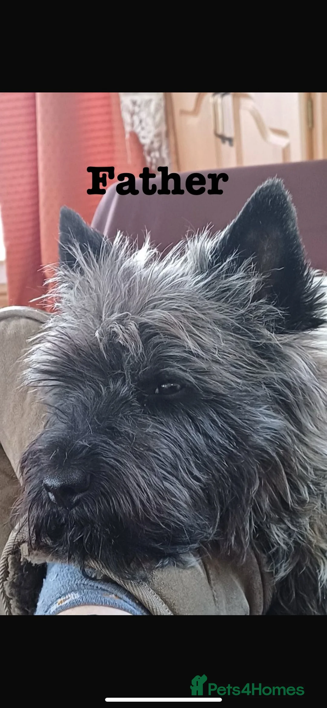Cairn Terrier dogs for sale: Cailleach Cairn Terriers  - Advert 14