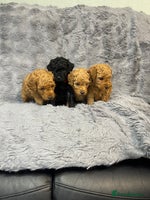 Cavapoo dogs F1B Cavapoo - Advert 2