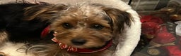 Yorkshire Terrier dogs for sale: Yorkshire terrier puppy’s  - Advert 7