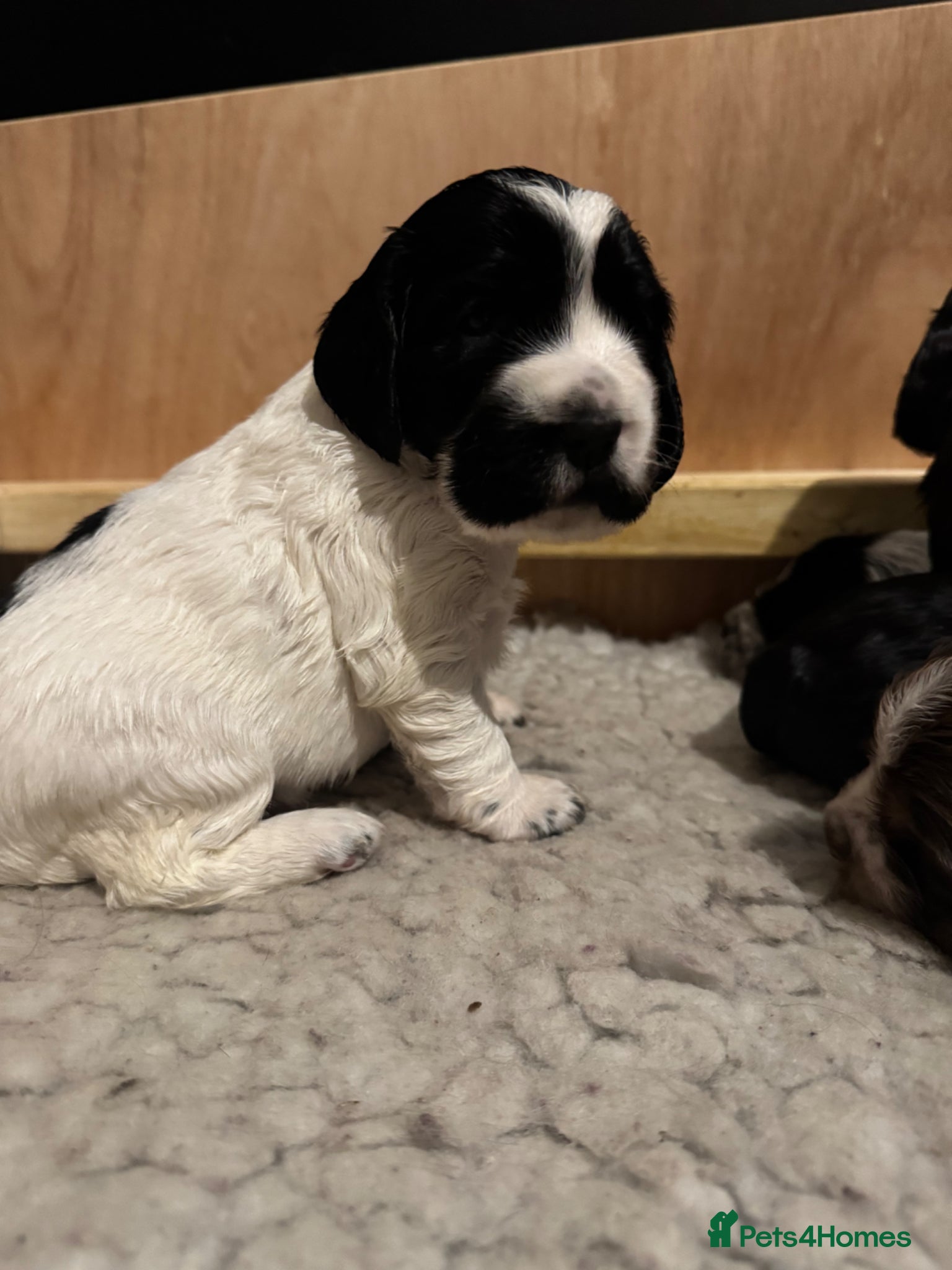 Cocker Spaniel dogs 6 cocker spaniel puppies  - Advert 6