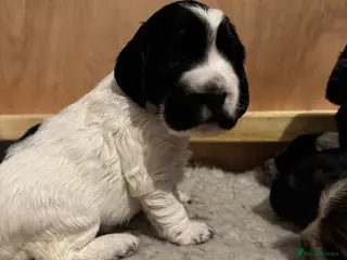 Cocker Spaniel dogs 6 cocker spaniel puppies - Advert 6