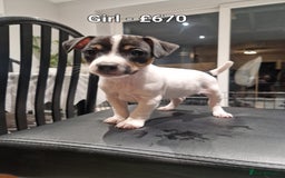 Jack Russell dogs for sale: Pure Jack russell puppies. Ultra-Rare colored.  - Advert 11