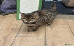 Bengal cats for sale: Friendly Bengal Girl seeks Forever Home - Advert 3