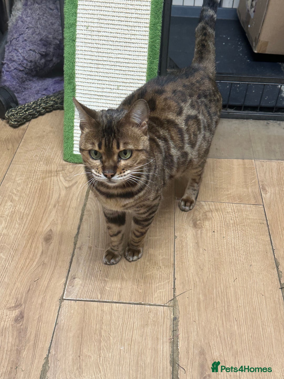 Bengal cats for sale: Friendly Bengal Girl seeks Forever Home - Advert 3