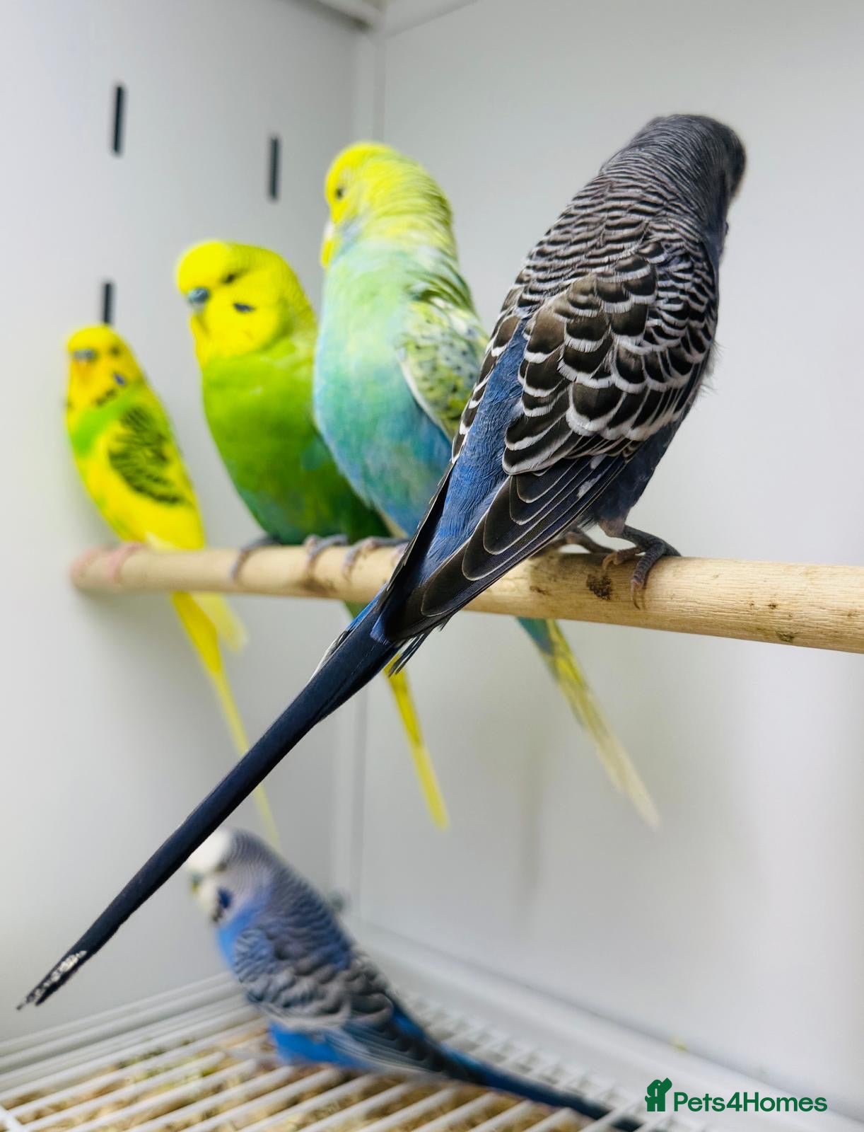 Budgerigars birds Baby budgies  - Advert 1