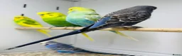 Budgerigars birds for sale: Baby budgies  - Advert 1