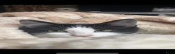 Norwegian Forest Cat cats for sale: Moo  £150 ONO - Advert 21
